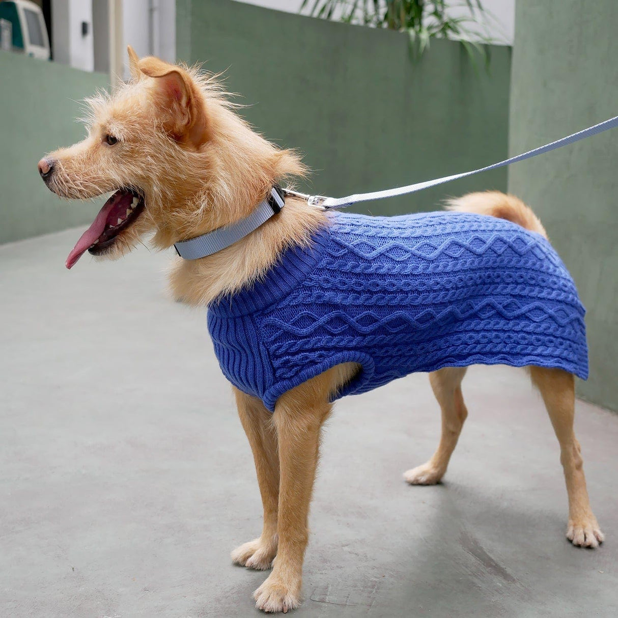 Blueberry Pet Dog Sweater in Alaskan Blue - Award Winning Medium Dog Clothes for Small Dogs, Classic No-Sleeve Wool Blend, 14" Back Length, 18"-22" Chest Girth, Cozy & Warm, Machine-Washable