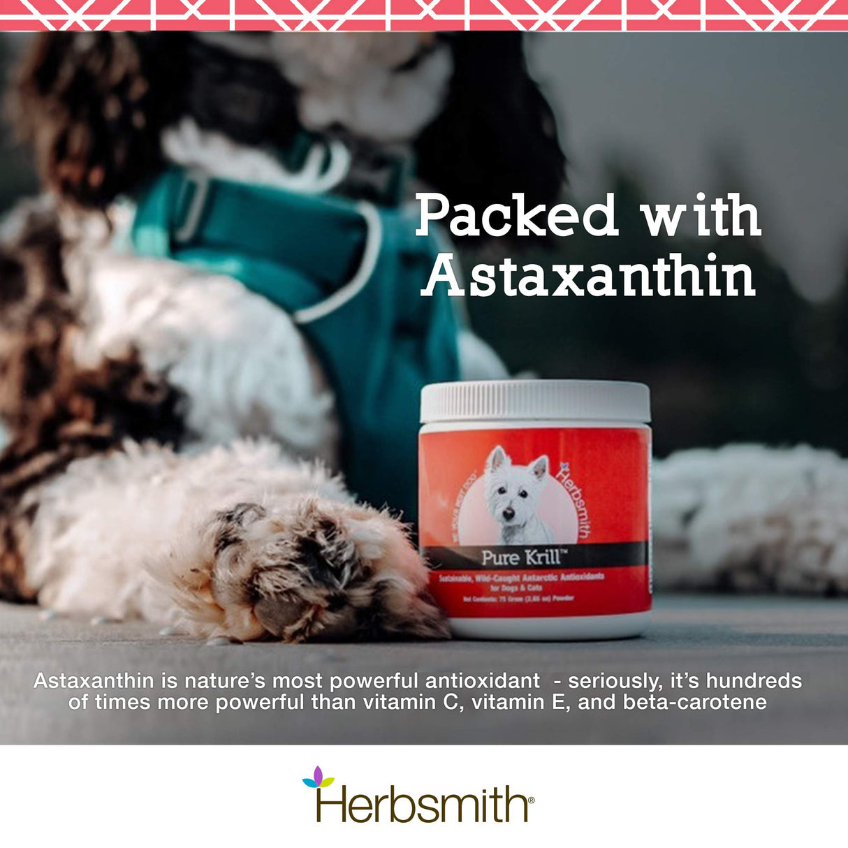 Herbsmith Pure Krill - Wild-Caught Antarctic Krill - Just 1 Ingredient - Astaxanthin for Dogs - Ready-to-Use Omega 3s – Alternative to Krill Oil for Dogs - 75g