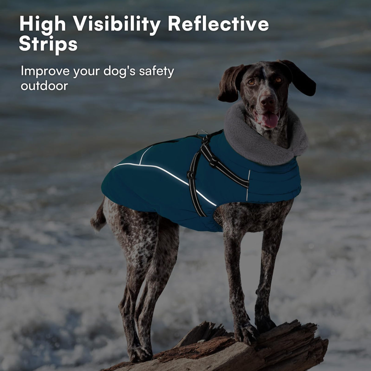 Queenmore Dog Coat,Windproof Dog Coat for Medium Dogs,Dogs Jackets with Harness Built in,Waterproof Doggy Coats with Zipper On Back,Reflective Cold Weather Coats for Dachshund,Boston Terrier,Blue,M