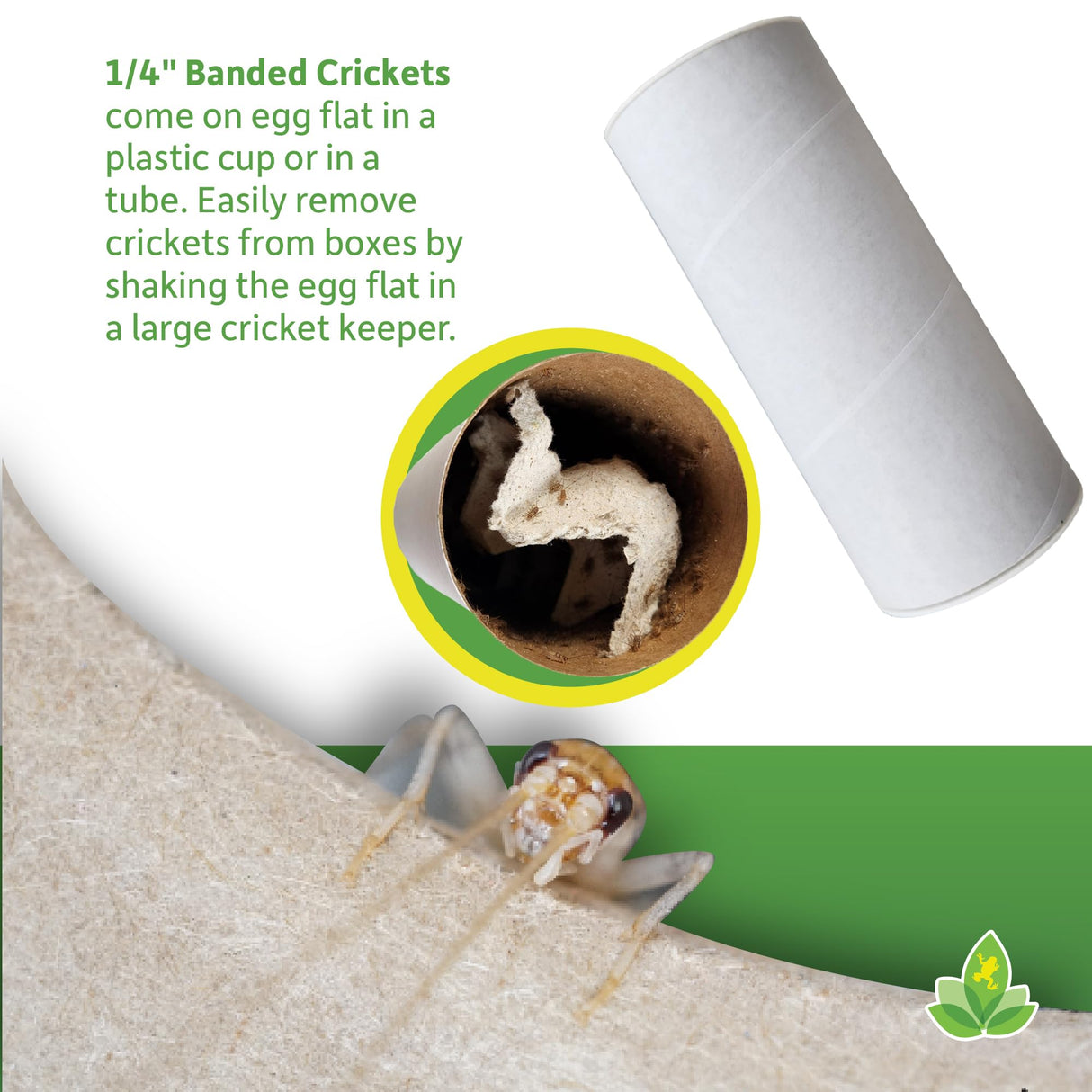 Josh's Frogs 1/4" Banded Crickets (120 Count)