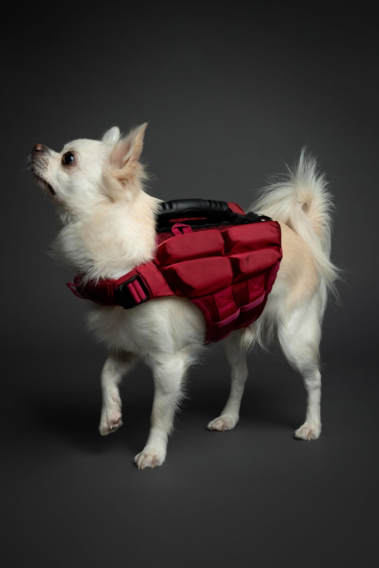 NOAH & PAW Dog Life Jacket, Human Standards Lifejacket Design, Dog Life Vest for Swimming and Boating, 3X Foam Support for Max Floating, Breathable Mesh, Salvavidas para Perros, Size XS