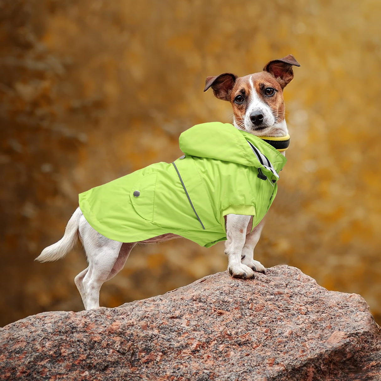 Dog Raincoat Waterproof Raincoats Dog rain Jacket Buttons Zipper Hood Drawstring Suitable for Small Medium Yorkie Terrier Schnauzer Poodle Border Collie Labrador 8lbs to 80lbs Green M