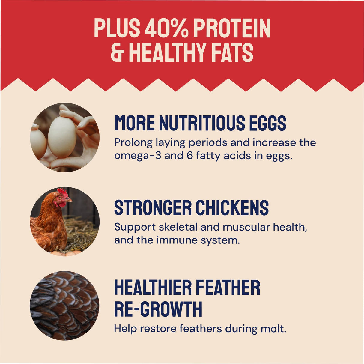 Hatortempt Black Soldier Fly Larvae - Calcium-Rich Chicken Feed Supplement - Treats for Laying Hens - Grubs for Chickens Training Rewards (10lb)