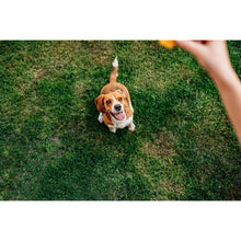 Load image into Gallery viewer, Chip's Naturals Doggie Chicken Chips Large 15 oz All Natural High Protein Low Calorie Healthy Dog Treats, Grain Free Gluten Free USDA Inspected & Approved Chicken Treat for Dogs, Pet Supplies