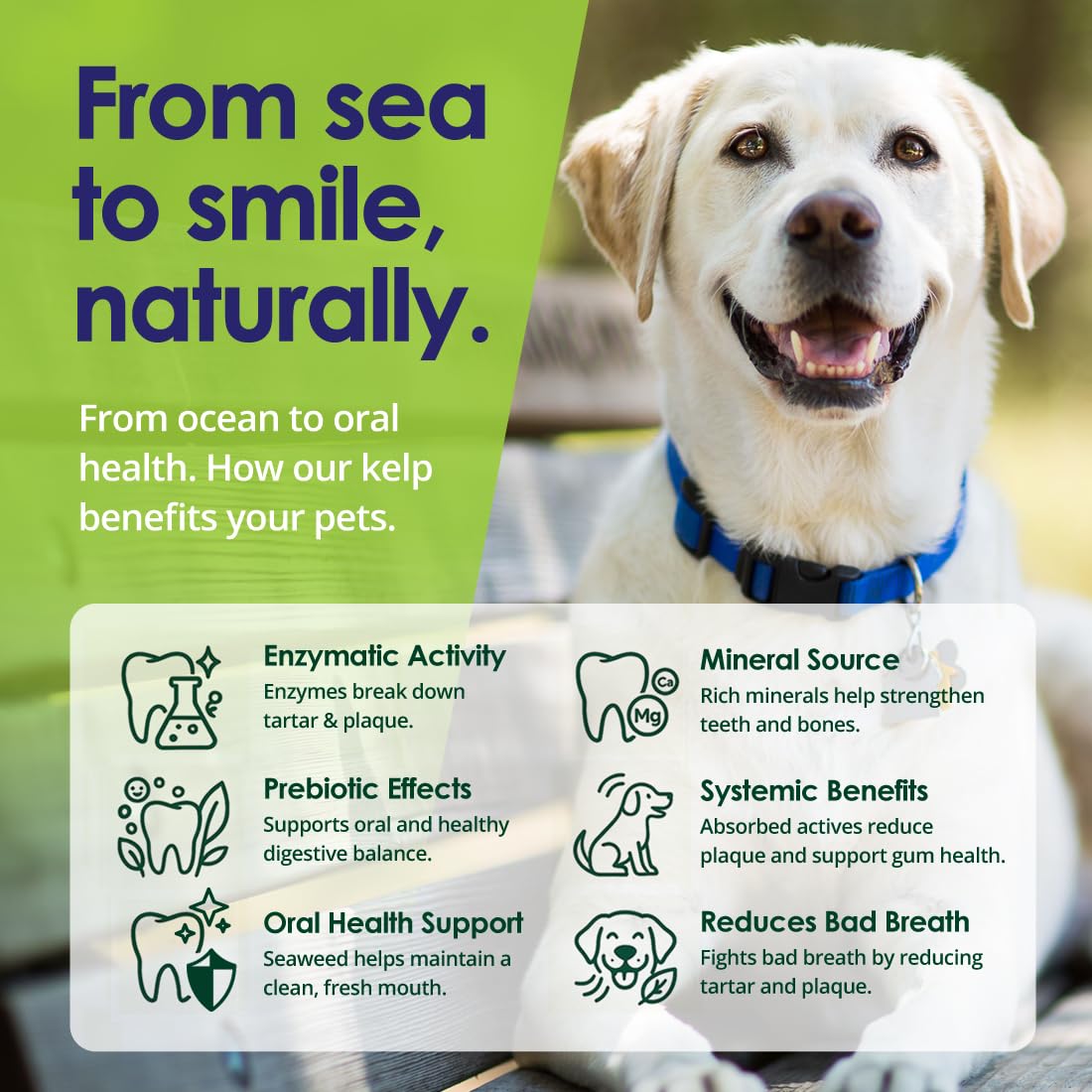 Dog Teeth Cleaning Powder, Dog Plaque and Tartar Remover, Bad Breath Treatment for Dogs with USDA Organic Sea Kelp Powder, Dog Dental Care Made Easy, for All Ages, 6oz