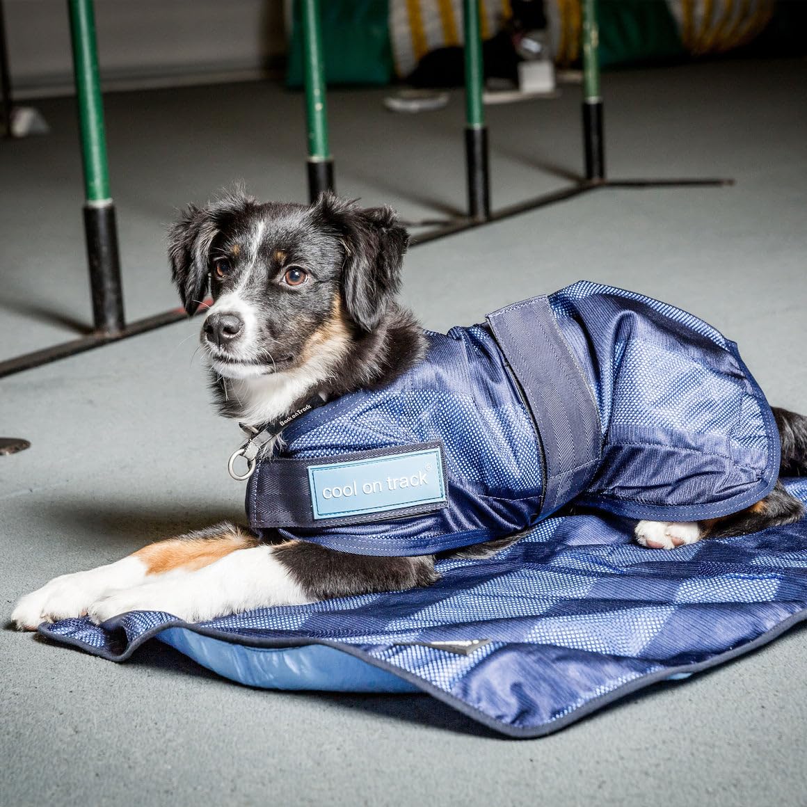 Back on Track Cool on Track Cooling Dog Coat (S2, 40cm / 14-16.5")