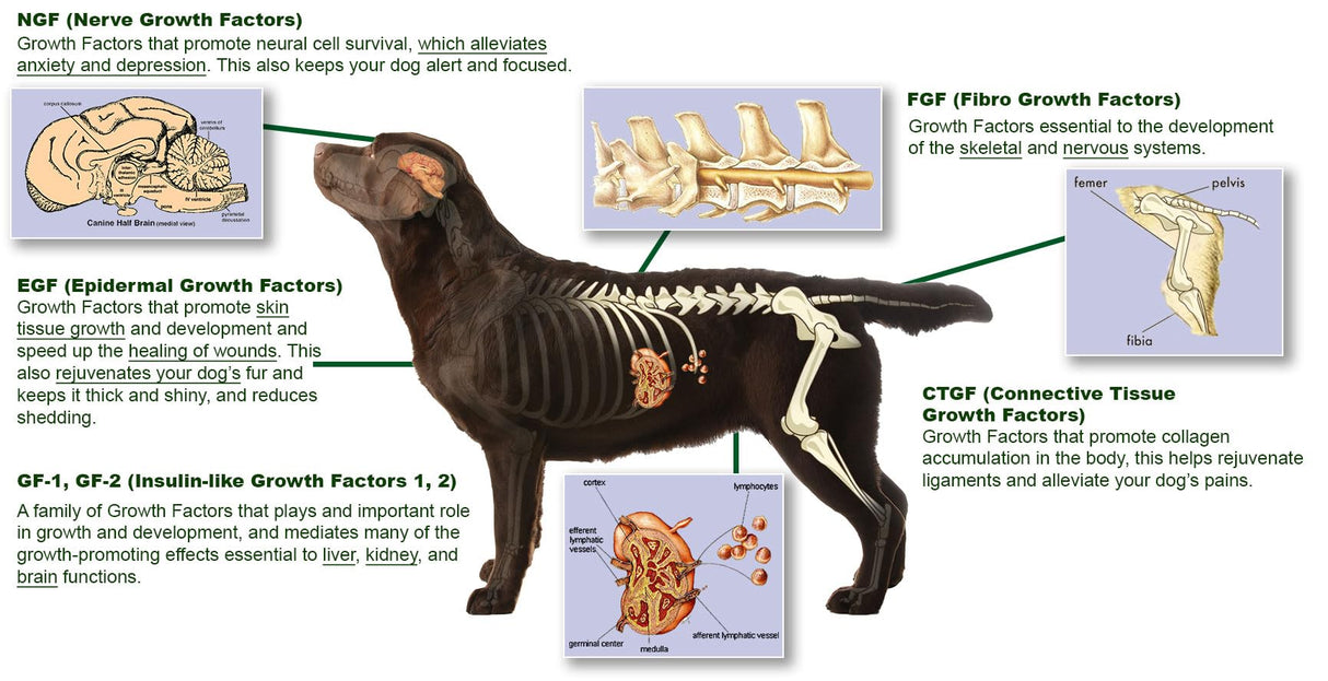 The Gift For Life Canine: Champion Your Dog's Health Journey!