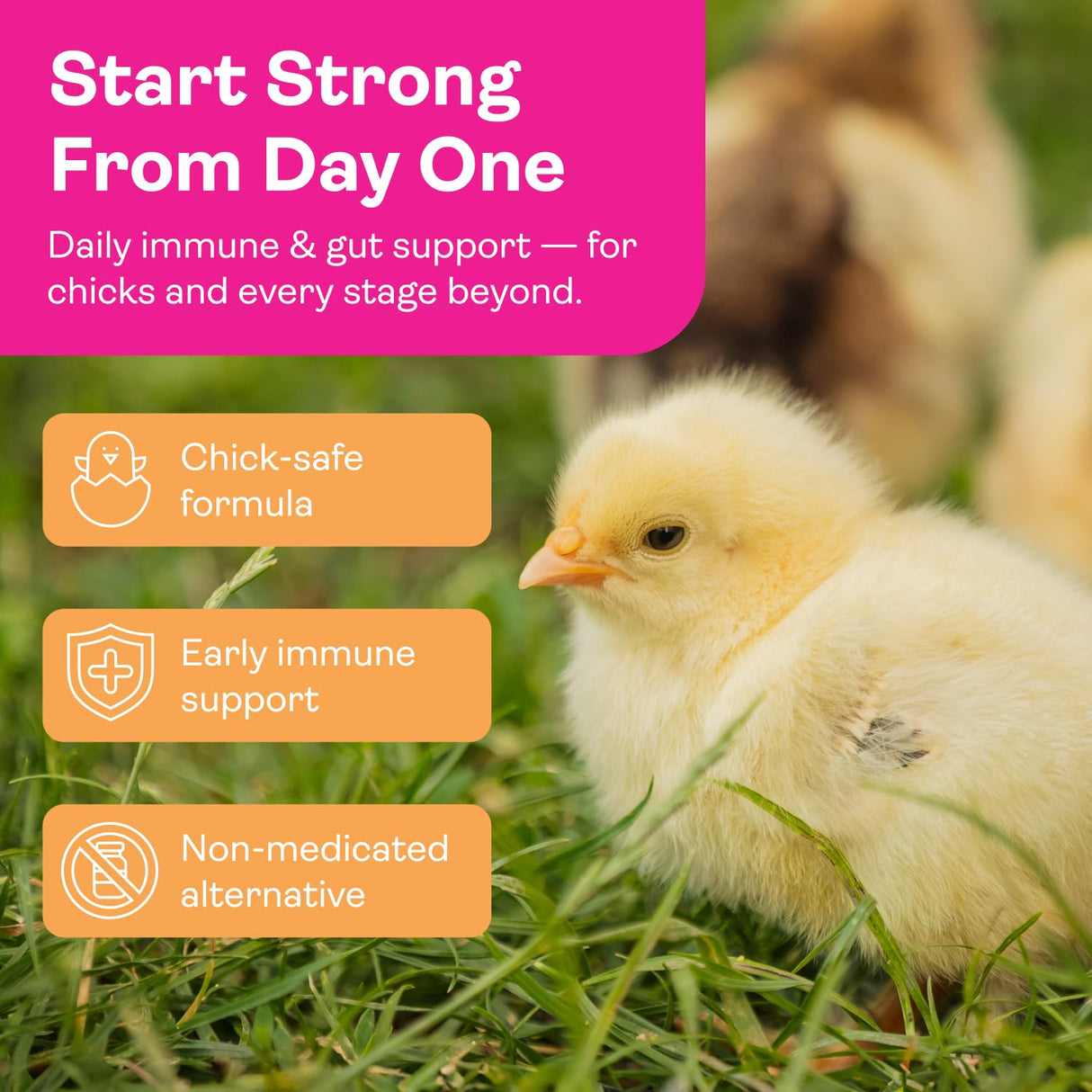 Chicken Probiotics & Vitamins – Immune Support and Stress Relief Supplement for Chicks and Adult Chickens – Digestive Health with Oregano & Garlic – Poultry Feed Additive – 1.5 lb