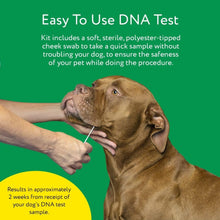 Load image into Gallery viewer, DNA MY DOG – Trusted & Affordable Breed Identification Test | 350+ Breeds Identified w/ 99%+ Accuracy | Complete Breed Analysis, Personality and Behavior Insights | Easy Cheek Swab, Results in 2 Weeks