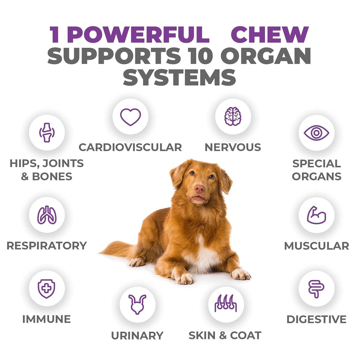 Mighty Petz MAX Dog Multivitamin - Senior & Adult Dog Vitamins 10 in 1 Complete Support for Joints, Immunity, Mobility, Gut, Energy, Skin Health, Pet Multivitamin Daily Chewable Supplement