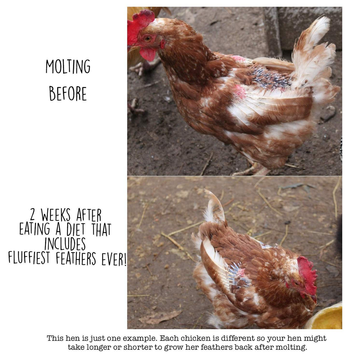 Pampered Chicken Mama Backyard Chicken Molting Supplement: Fluffiest Feathers Ever Backyard Chicken Feed and Supplies for Hens (6 Pound Economy Size)