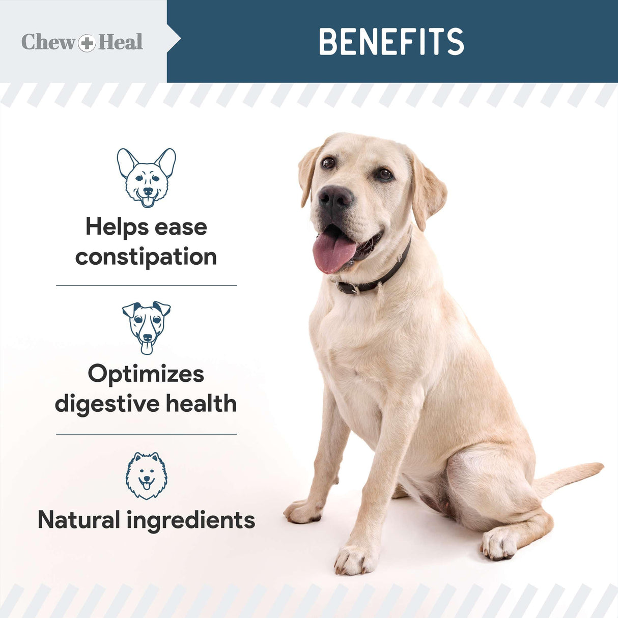 Probiotics for Dogs with Digestive Enzymes - 120 Soft Chews - Supports Healthy Digestive Tract, Helps Nutrient Absorption and Food Digestion - Probiotic & Prebiotic Dog Fiber and Gut Health Supplement