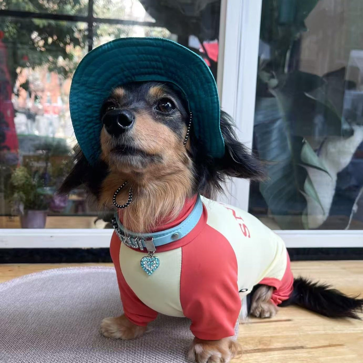 Dachshund Dog Cooling Summer Shirt, UPF50+ Four-Legged Sun Protection Clothes, Quick-Dry Summer Shirt for Dachshund and mini Dachshund (Small)