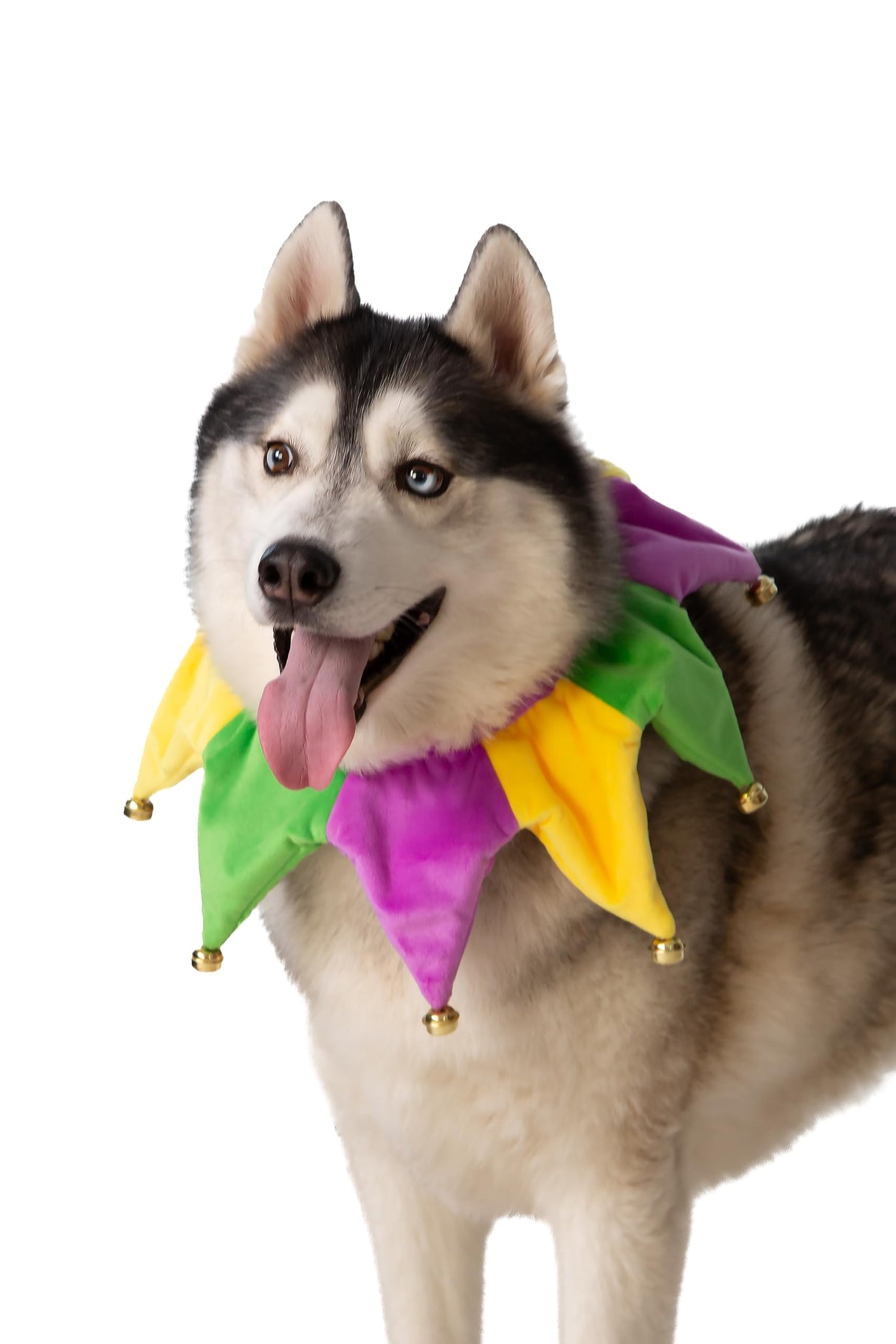 ComfyCamper Dog Mardi Gras Neckpiece Collar Costume - XS Small Medium XL XXL Bandana Cosplay Halloween Costumes, S