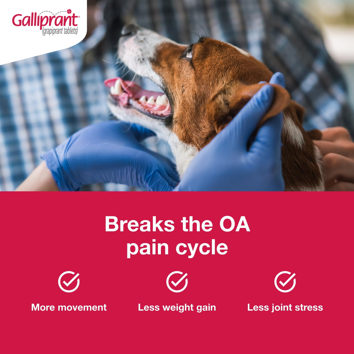 Galliprant Osteoarthritis Pain & Inflammation Control for Dogs | 20mg | 30 Flavored Tablets