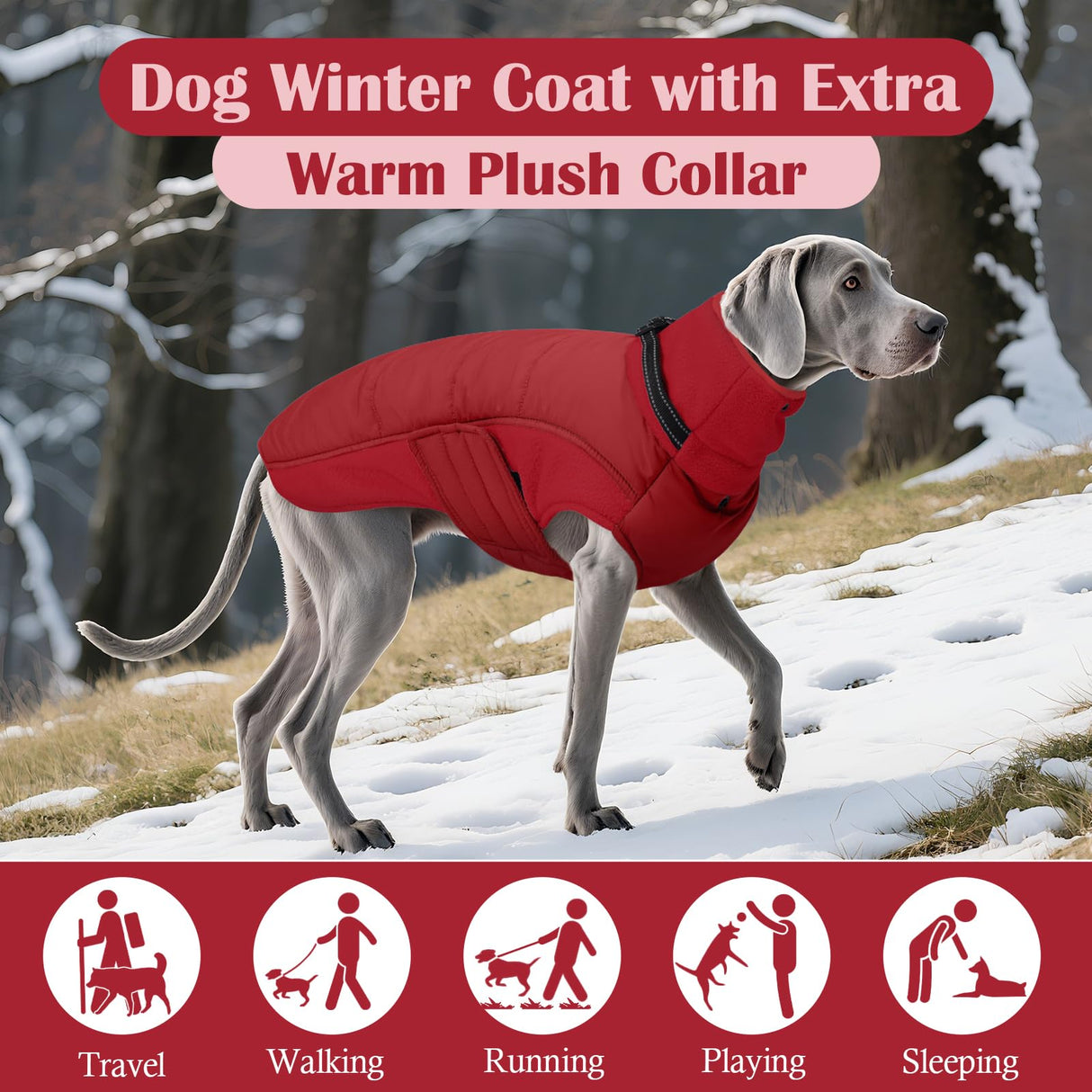DENTRUN Dog Coat with Collar Built in - Fleece-Lined Windproof Dog Jacket, Adjustable Belly Straps & Reflective Strips, No-Sleeve Design for Beagle, Dachshund, Daily Walks, Red, M