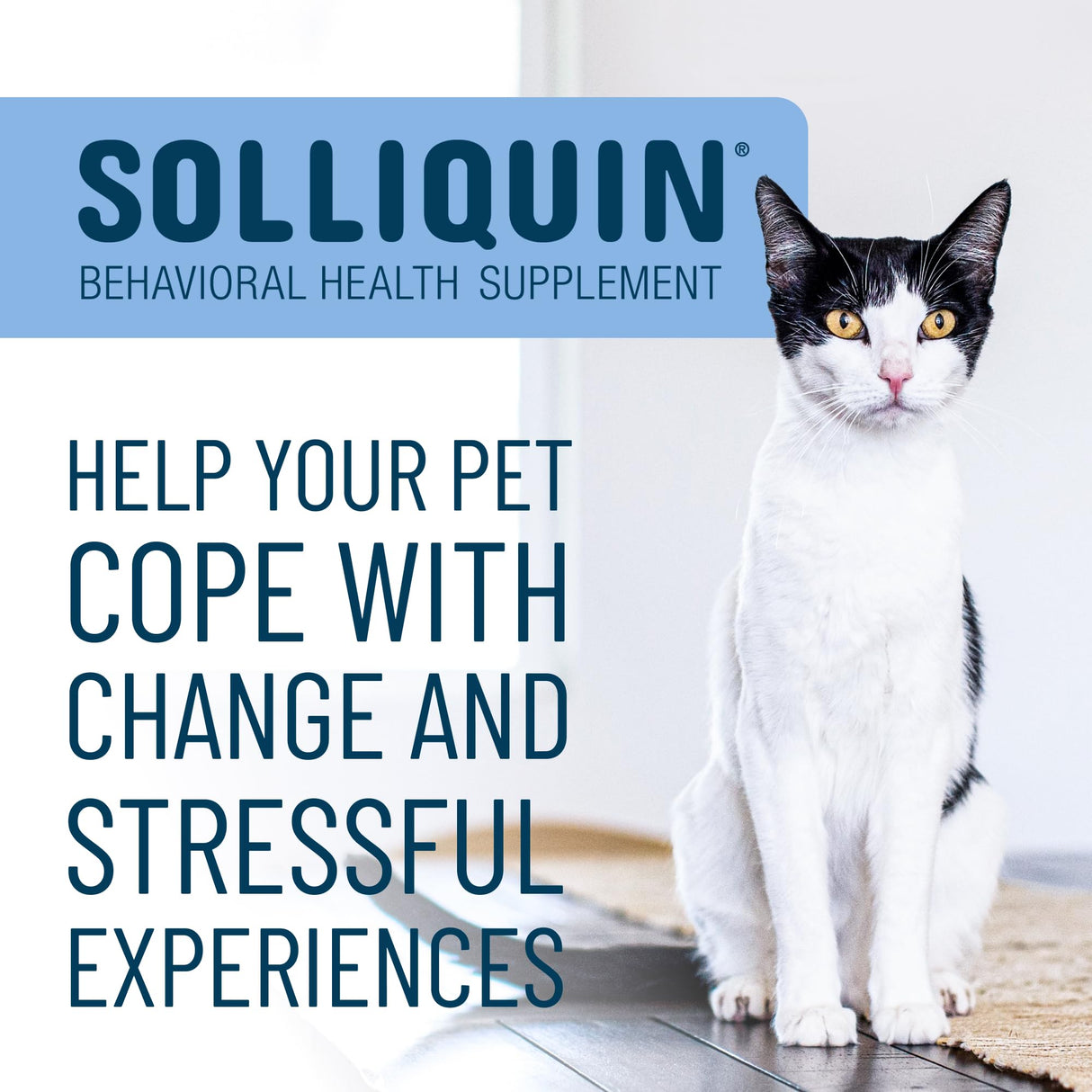 Nutramax Solliquin Calming Behavioral Health Supplement for Small to Medium Dogs and Cats - With L-Theanine, Magnolia / Phellodendron, and Whey Protein Concentrate, 75 Soft Chews
