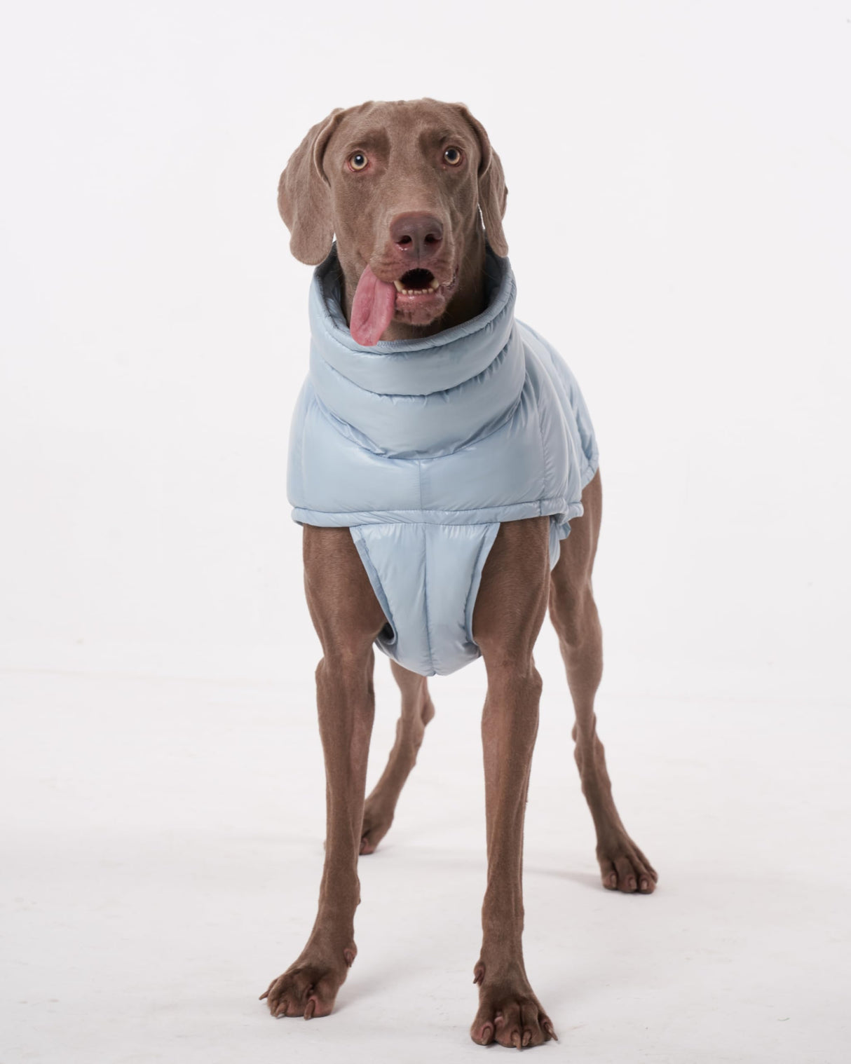 ChoChoCho Winter Dog Jacket, Cold Weather Coats, Lightweight, Thermal Insulated, Water-Resistant, Adjustable Dog Jackets with Leash Access for Small Medium Large Breeds (Blue, 3)