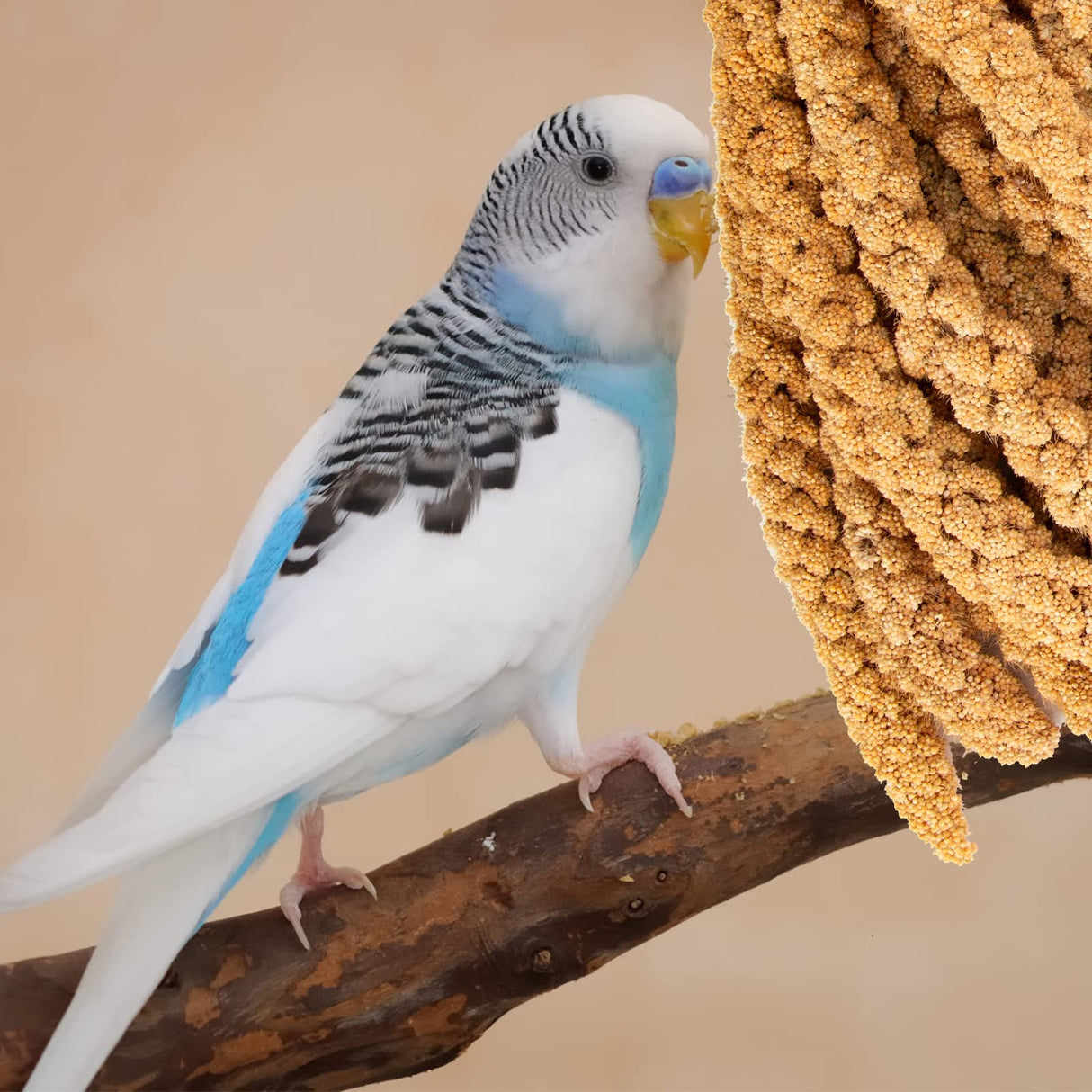 Amzey 5.5LB Spray Millet for Parakeets, 100% Natural Sun-Dried Healthy Bird Treat, Non-GMO High Protein Fresh Millet Spray for Parrots, Cockatiel, Finches & Lovebirds