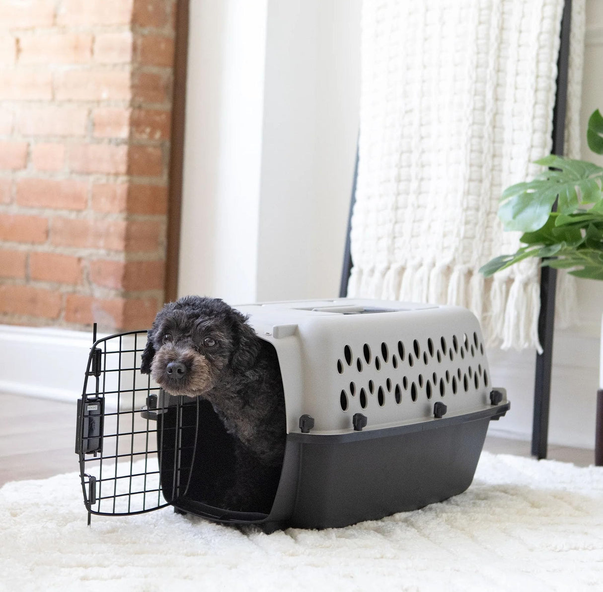 Hard-Sided Pet Travel Carrier (19" L×12.3" W×10.8" H) - Black & Grey, Metal Door, Durable Kennel for Dogs up to 10 lbs, Portable for Trips & Home Use