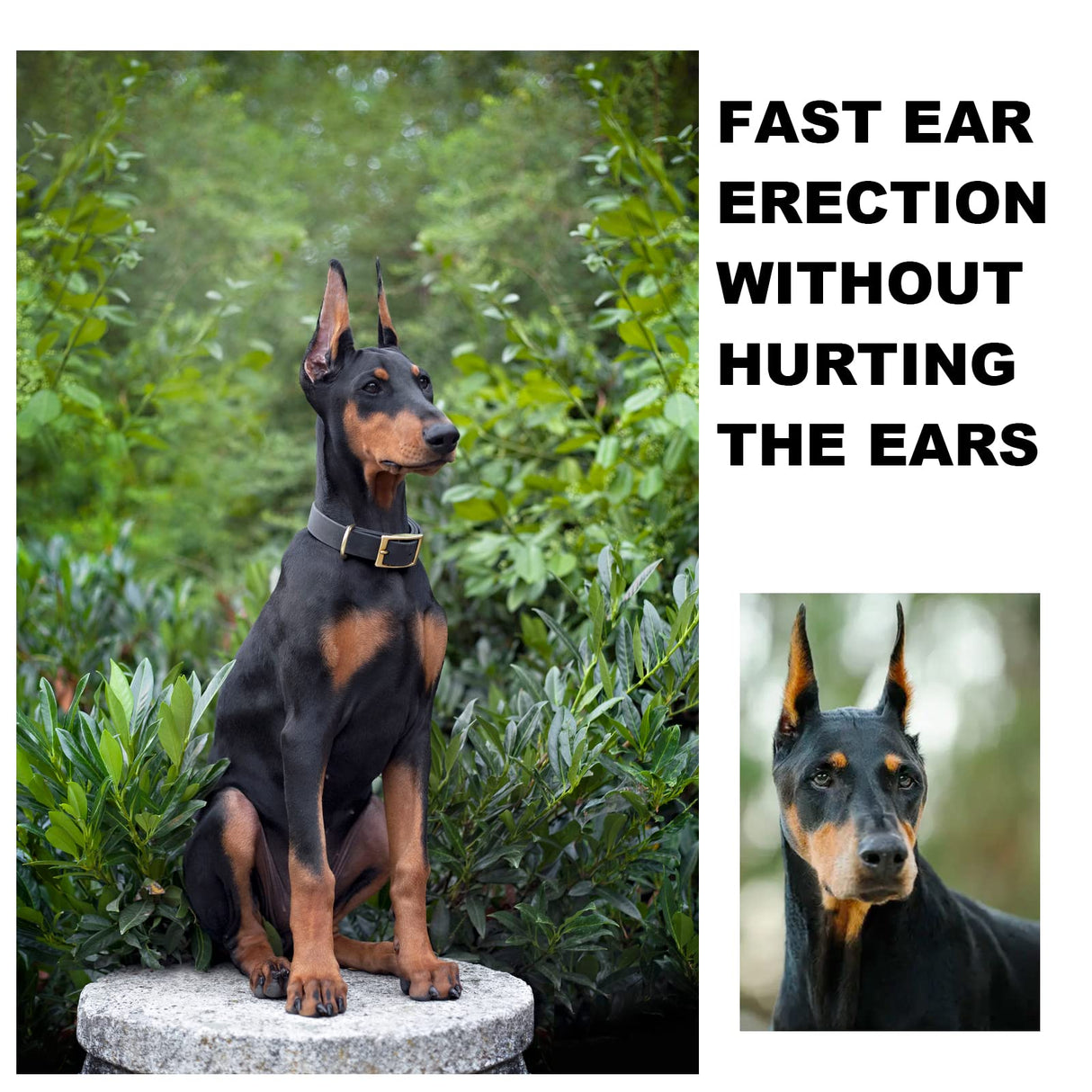 ziyue Doberman Dog Ear Posting Kit, Dog Ear Stand Up Support Tool, Dogs Ears Tap for Doberman Pinscher