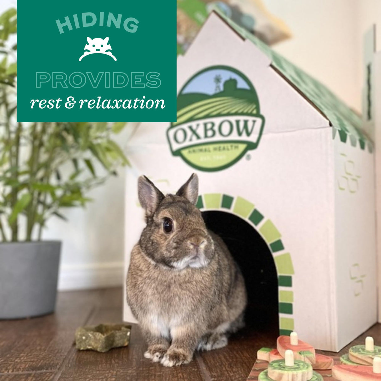 Oxbow Timothy Hay Bungalow, Rabbit & Guinea Pig Hideout, Edible & Hand-Woven Bunny House, No Wires or String, Small Pet Accessories, for Rabbits, Guinea Pigs, Chinchillas & Rats, Medium
