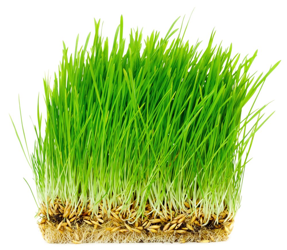 Thunder Acres Non GMO, Certified Organic, Oat Seed (5 lb.)