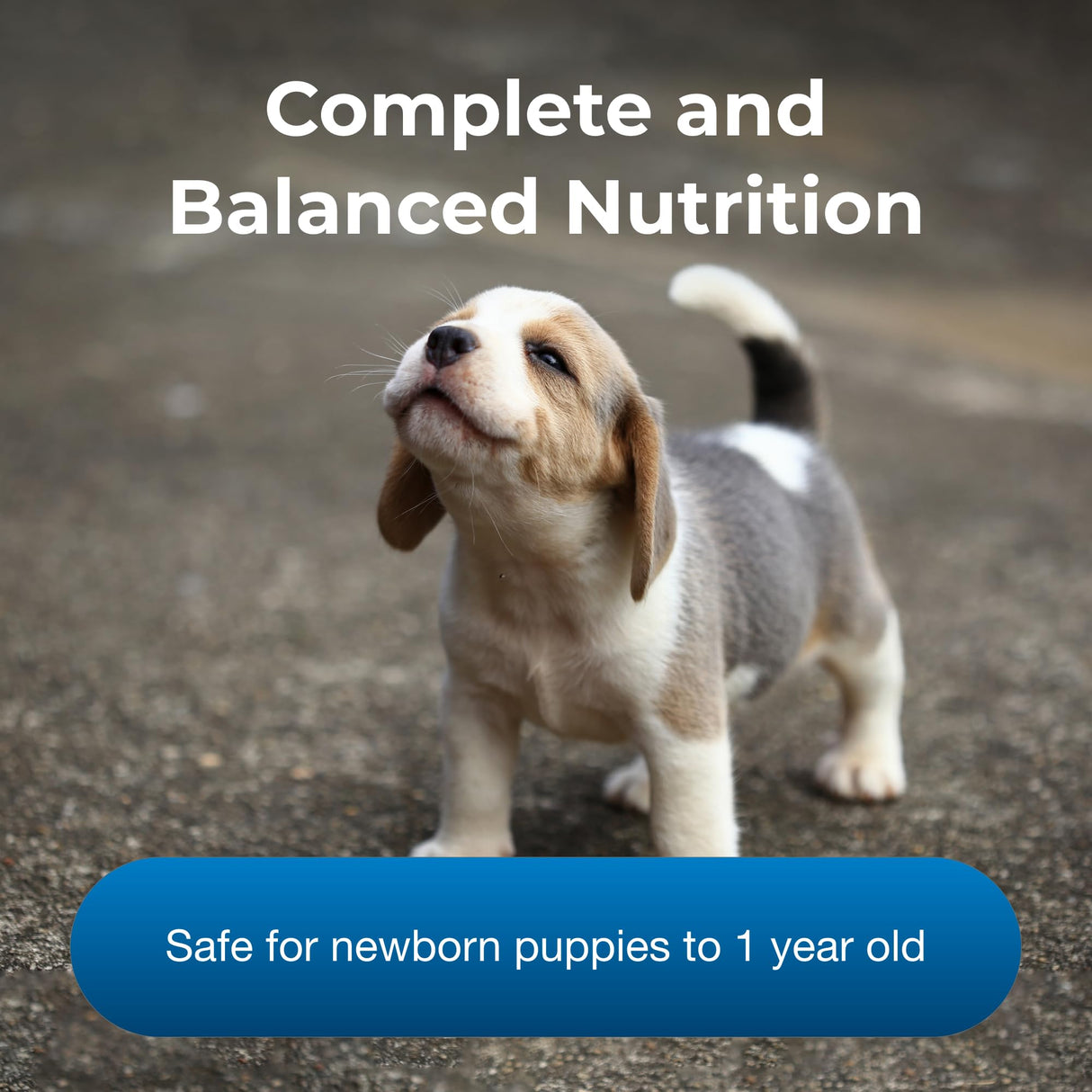 Pet-Ag PetLac Powder for Puppies - 10.5 oz, Pack of 2 - Puppy Milk Replacement Powder for Puppies Newborn to Six Weeks Old - Easy to Digest