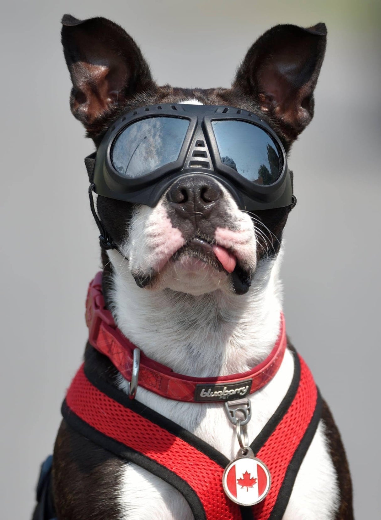 NAMSAN Dog Goggles Small Breed, UV-Protection Doggie Sunglasses for Small to Medium Dogs, Soft Doggy Eye Protection, Anti-Fog Anti-Dust Windproof Snowproof, Adjustable Straps, Lens Silver