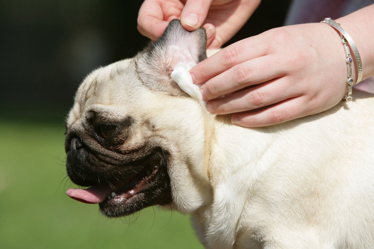 Doctor BEASLEY'S Advanced Ear Bomb is a Powerful 1 Step Cleaning Solution Treatment for Dog Ear Infections; Cleaner Replaces Drops, Vet Visits, Medication, Antibiotics for Yeast and Fungus, 8 Ounce