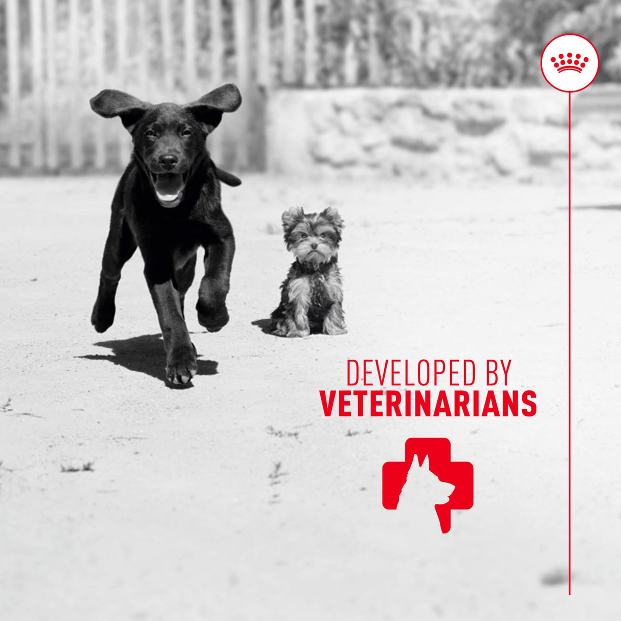 Royal Canin Puppy Supplement Soft Chews for Immunity & Digestion, 60 Count