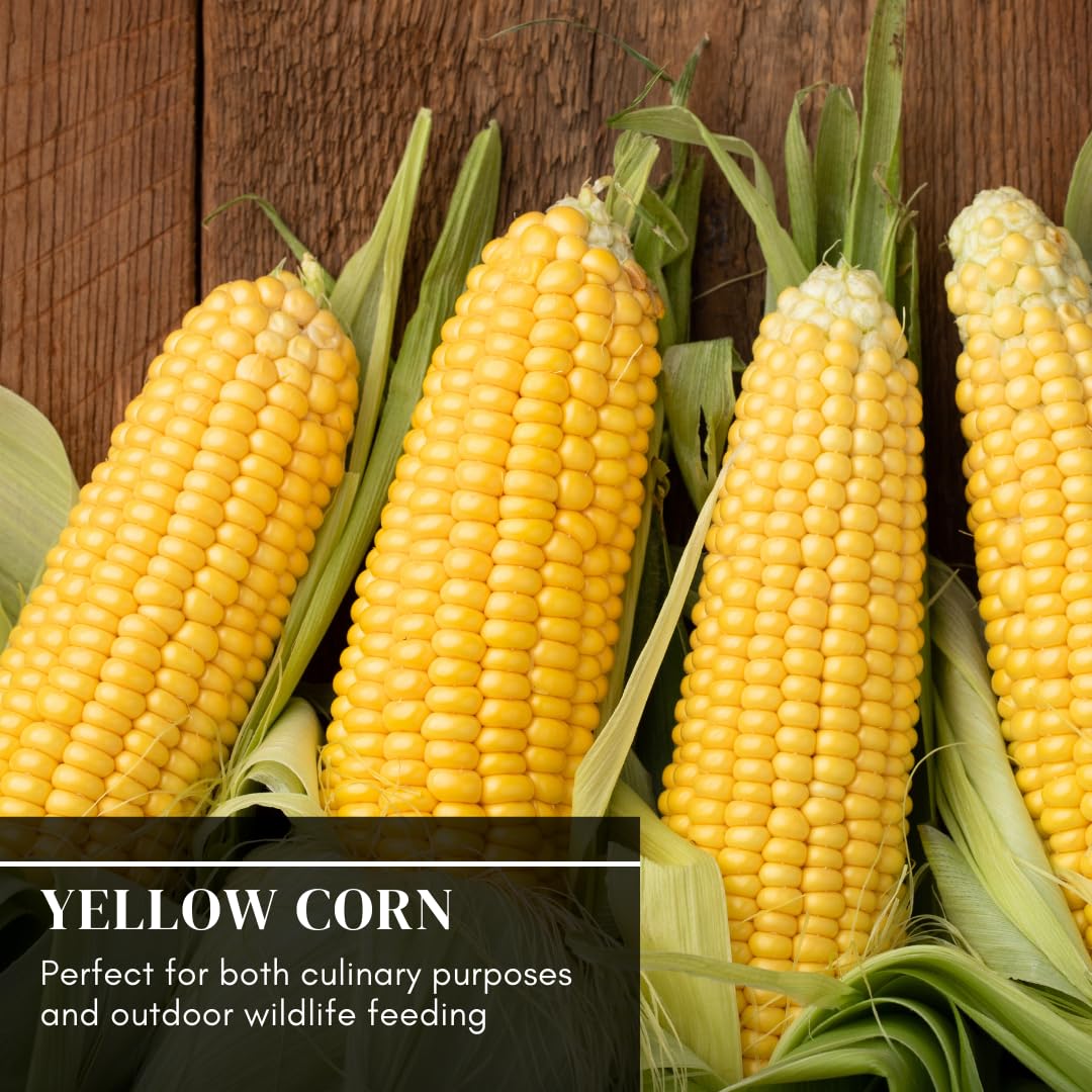 5 Pounds Premium Corn for Feeding – Bird Food for Crows and Ravens, Grown in Iowa, 5 lb Resealable Bag