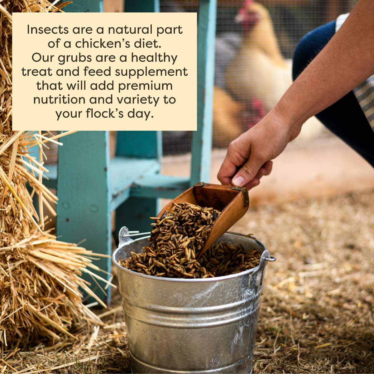 Scratch and Peck Grubs for Chickens and Ducks - 3.5 lbs Bag - Sustainably Sourced - Naturally High Protein, Calcium Dense - Dried Black Soldier Fly Larvae Bird Treats