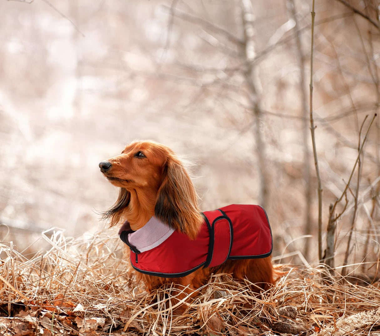Dachshund Raincoat Weiner Dog Clothes Corgi rain Coat Jacket Hook Loop Closure Great for Dachshund Weiner Corgi Long Back Breeds Red S