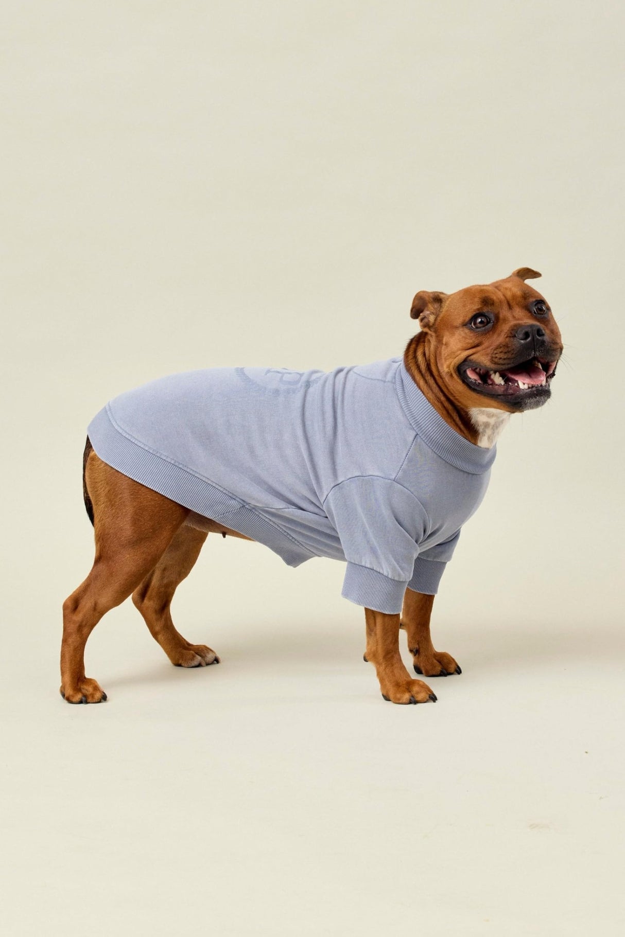 Darren & Phillip BFF Dog Sweatshirt | Slate β 100% Cotton French Terry, Soft & Breathable Pullover for Dogs, Stylish & Comfortable Pet Sweater, Matches Darren & Phillip Human Sweatshirt Loungewear