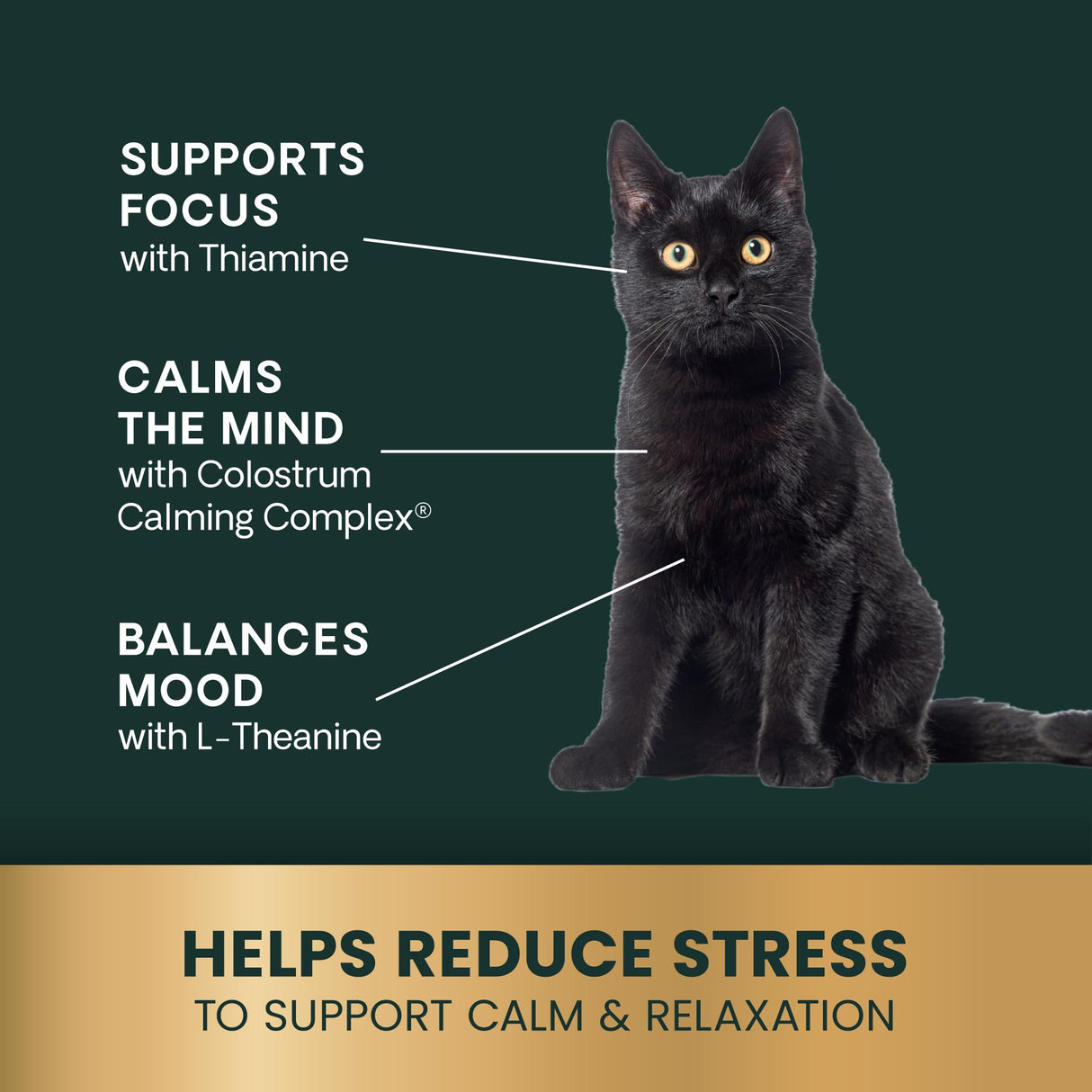 VetriScience Calm & Confident Liquid, Composure Calming and Anxiety Supplement for Dogs and Cats, Reduce Stress and Fear, Ideal for Thunderstorms, Fireworks, Vet & Routine Changes, Unflavored, 8 oz