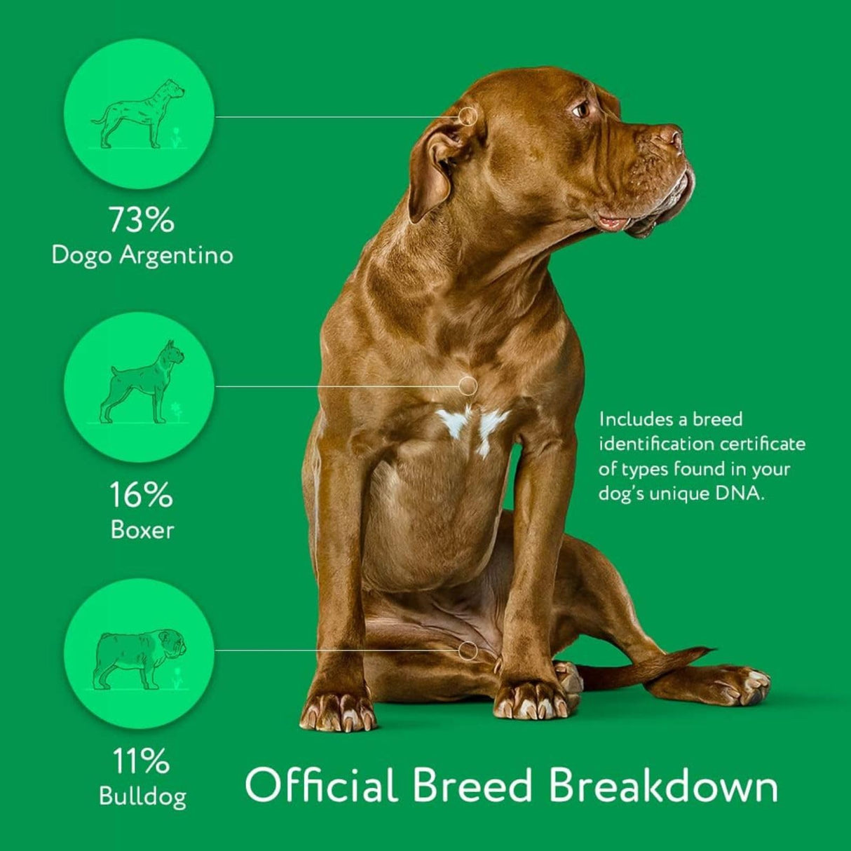 DNA MY DOG β Trusted & Affordable Breed Identification Test | 350+ Breeds Identified w/ 99%+ Accuracy | Complete Breed Analysis, Personality and Behavior Insights | Easy Cheek Swab, Results in 2 Weeks