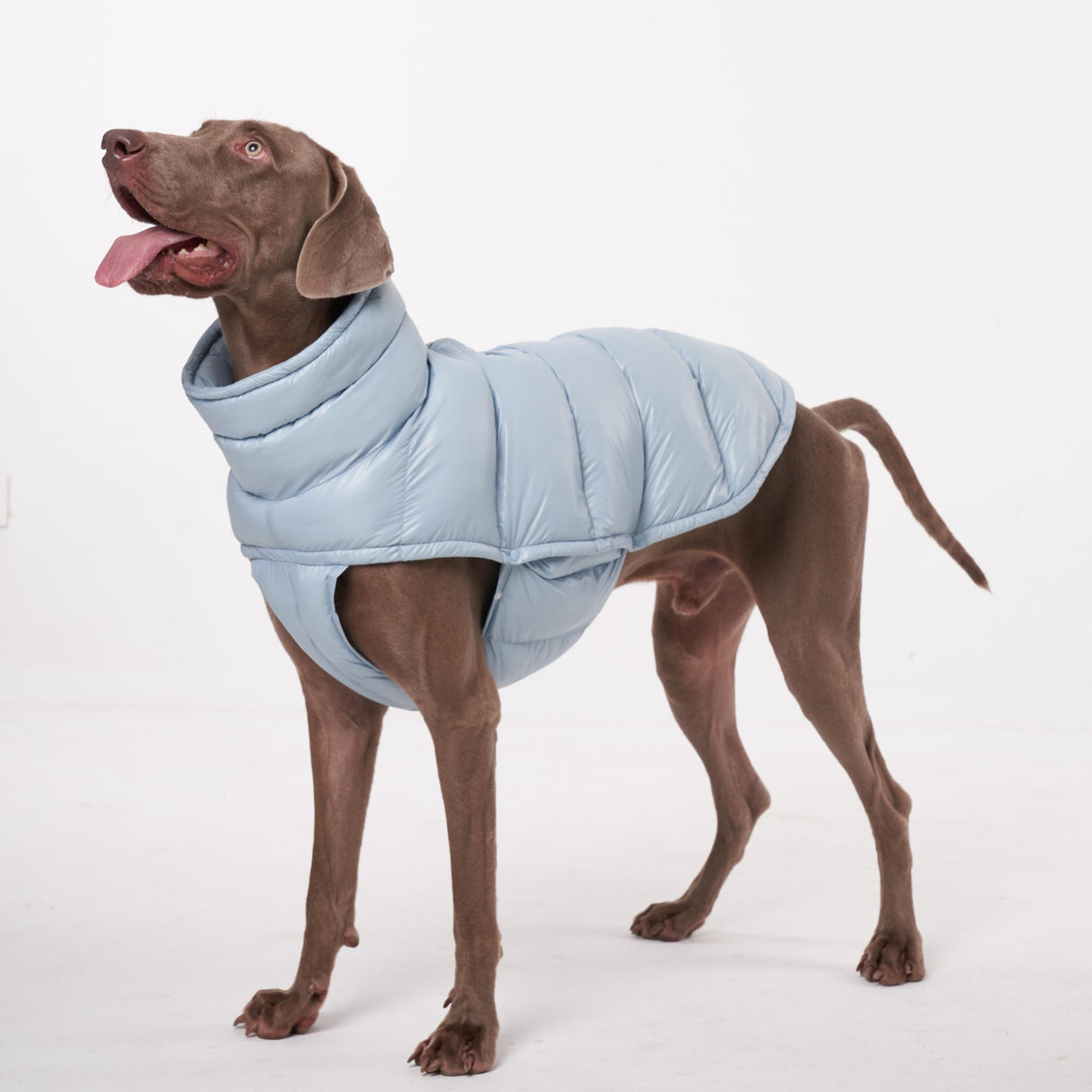 ChoChoCho Winter Dog Jacket, Cold Weather Coats, Lightweight, Thermal Insulated, Water-Resistant, Adjustable Dog Jackets with Leash Access for Small Medium Large Breeds (Blue, 3)