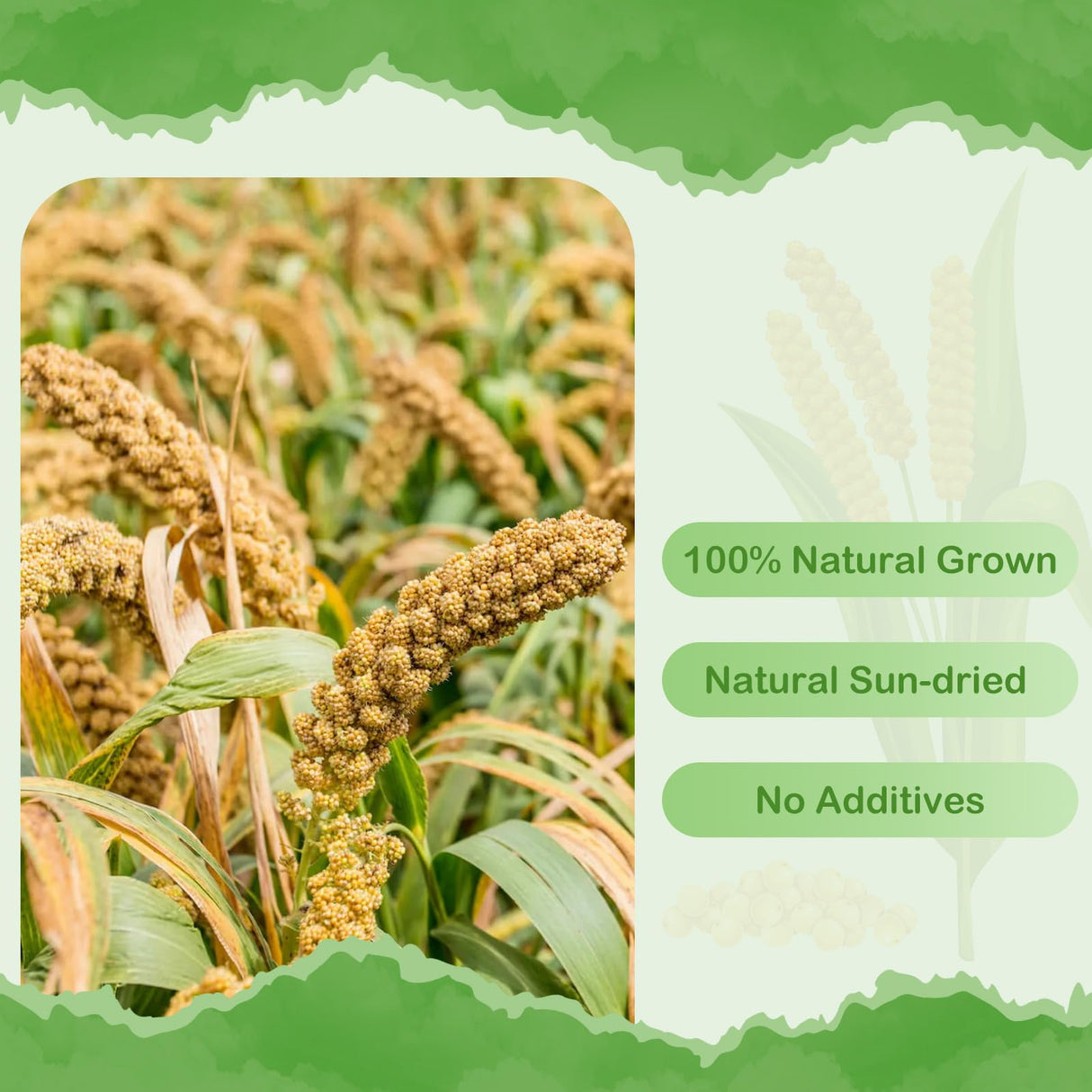 ERKOON 2.5LB Spray Millet Treat, All Natural Sun-Dried Healthy Treat Parrot Food Bird Snack for Parakeets, Lovebirds, Cockatiels, Finches, Budgies, Canaries Hamster, Bird Food Bulk