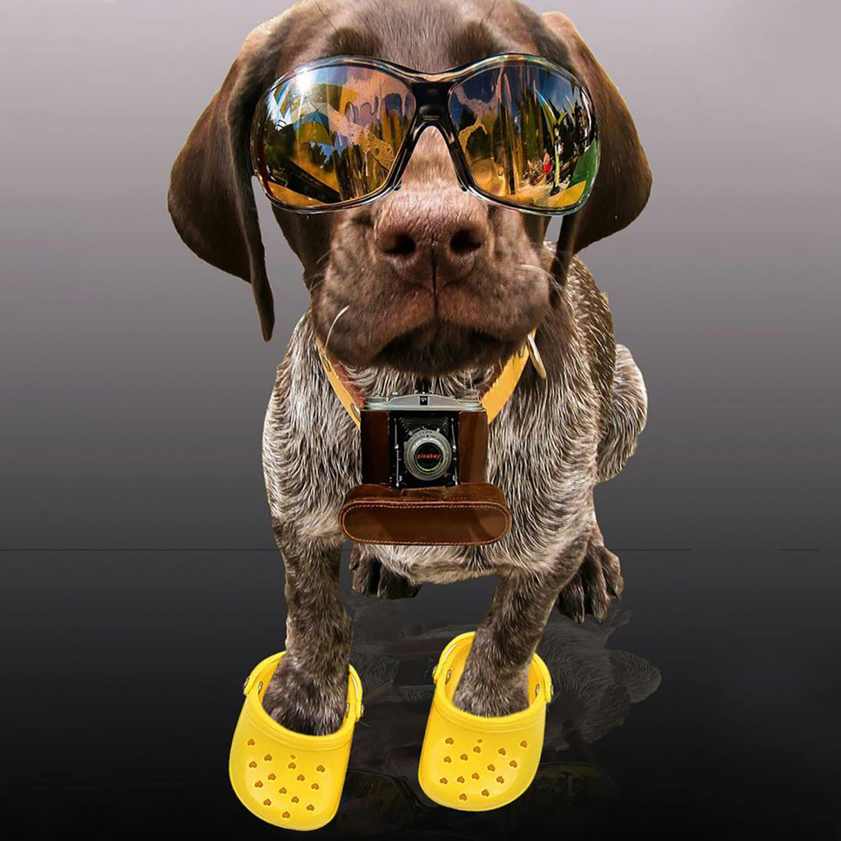 4 PCS Small Dog Sandals, Shoes for Dogs, Candy Colors Dog Sandals for Photo, Doggy Rubber Slipper Shoes Yellow