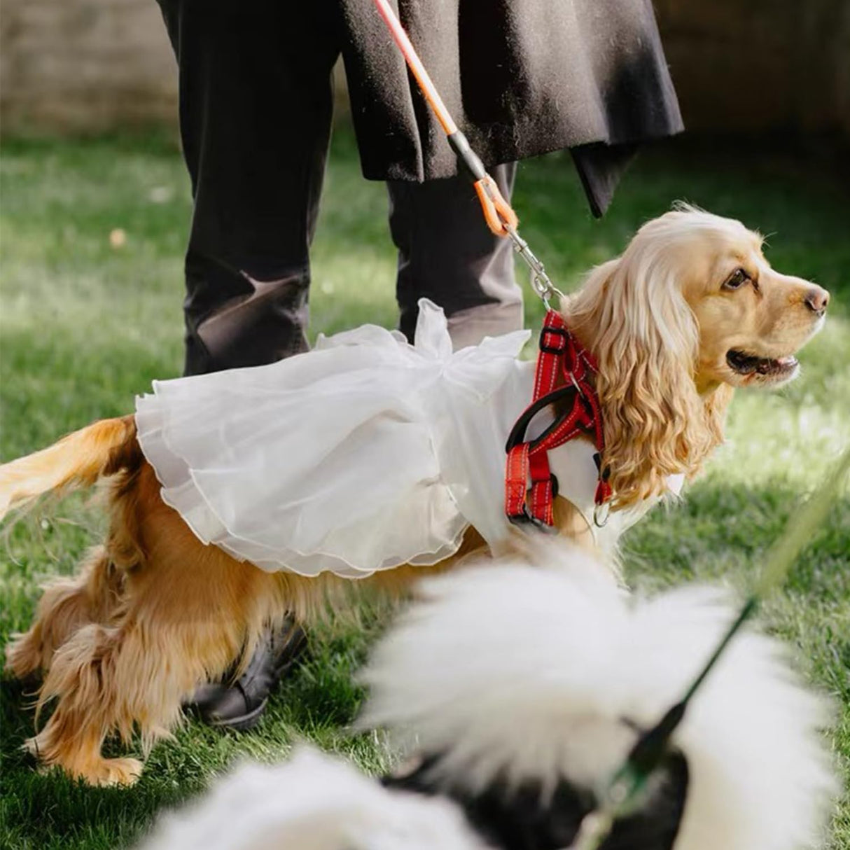 FLAdorepet White Dog Dress Tutu Princess Skirt with Bowknot Dog Luxury Formal Party Birthday Wedding Dress Bride Costume for Small Medium Dog (Small(5-6lbs), White)