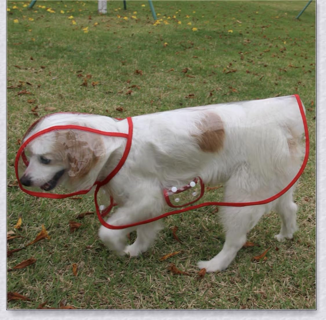 Harikaji Pet Raincoat,Small Dog Waterproof Puppy Raincoat Coat Transparent Pet Dog Rainwear Clothes for Small Dogs Cats (L,Red)