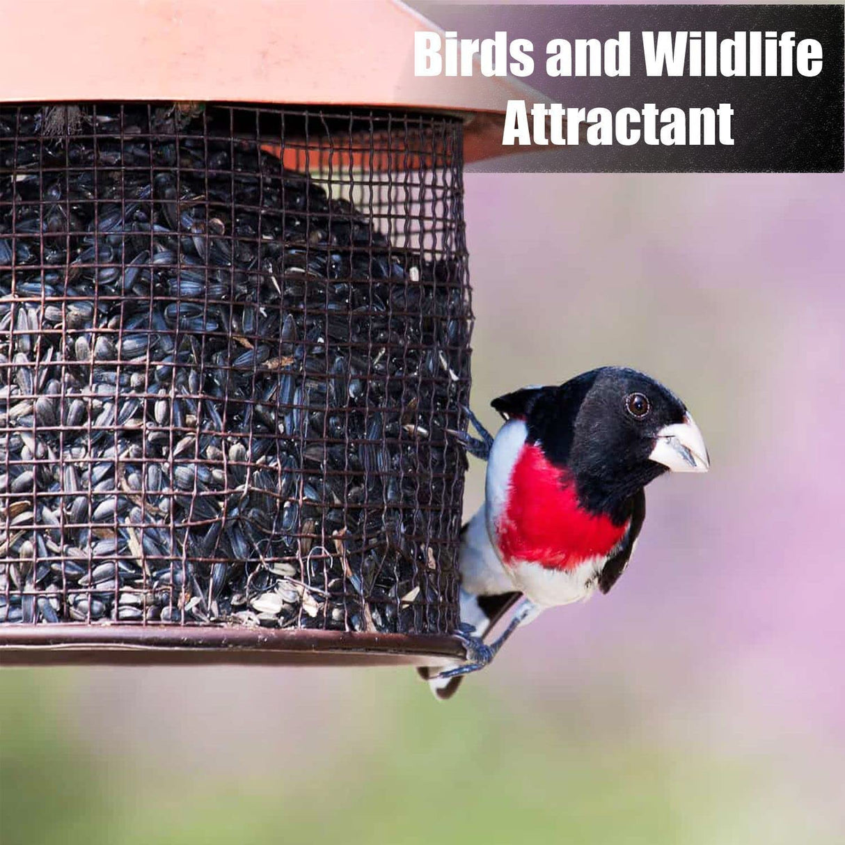 Old Potters Wildlife Black Oil Sunflower Seeds for Birds and Wildlife, Non-GMO & USA Grown on Small Farms (6 lbs)
