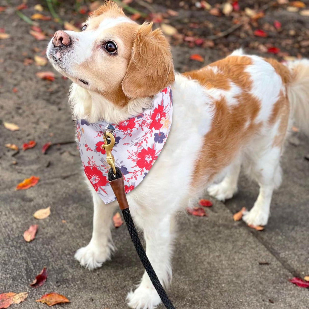 72 Packs Dog Bandanas Bulk Buffalo Plaid Cat Bandana Summer Scarf Triangle Fruit Drool Bibs Washable Adjustable Kerchief Dog Cat Bandana for Beach Small Medium Pet Supplies(Flower)