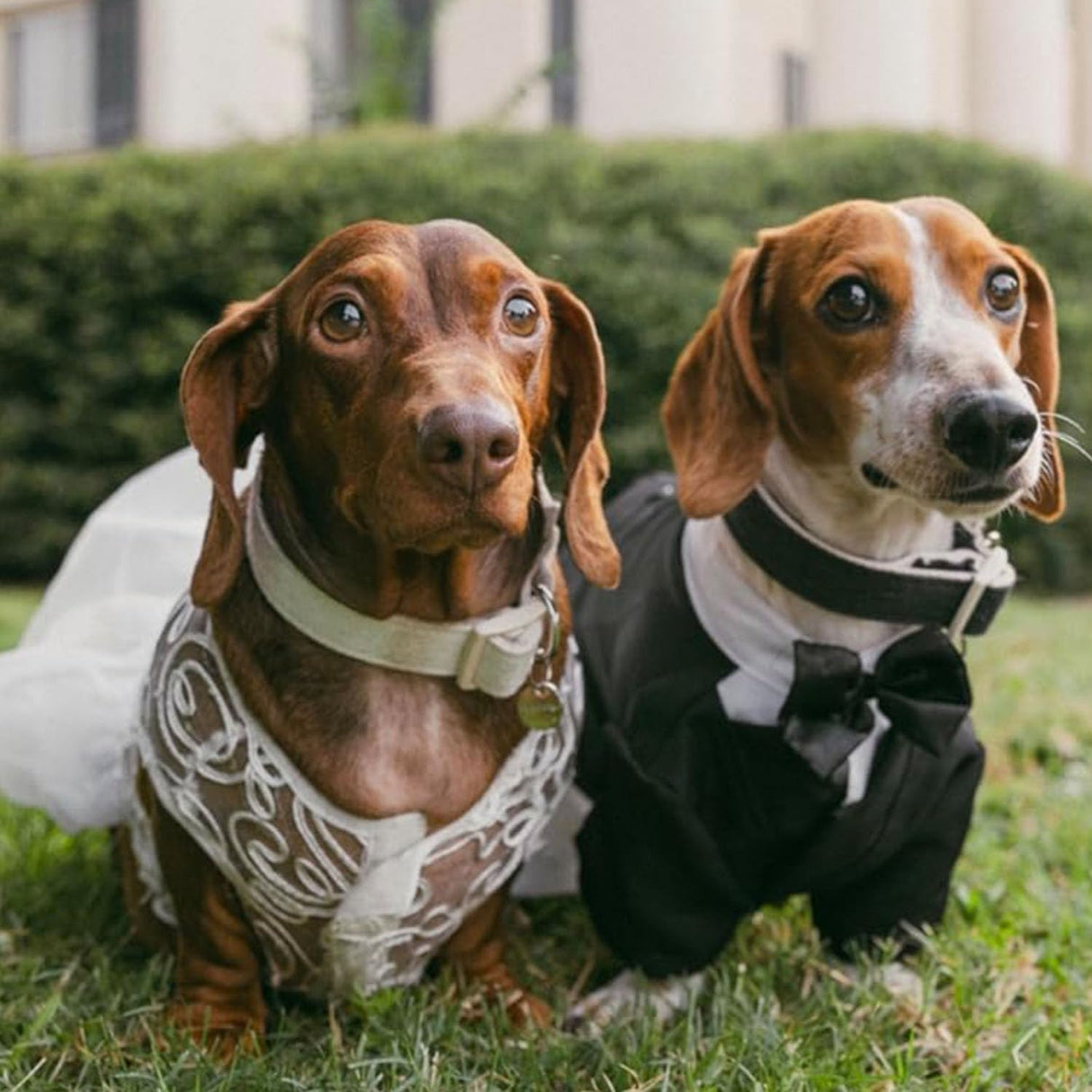 Hollow Dog Wedding Dress Tutu Skirt Luxury Lace Pearl Bow Christmas Dress Costume for Small Dog Pet Apparel (XS, White)