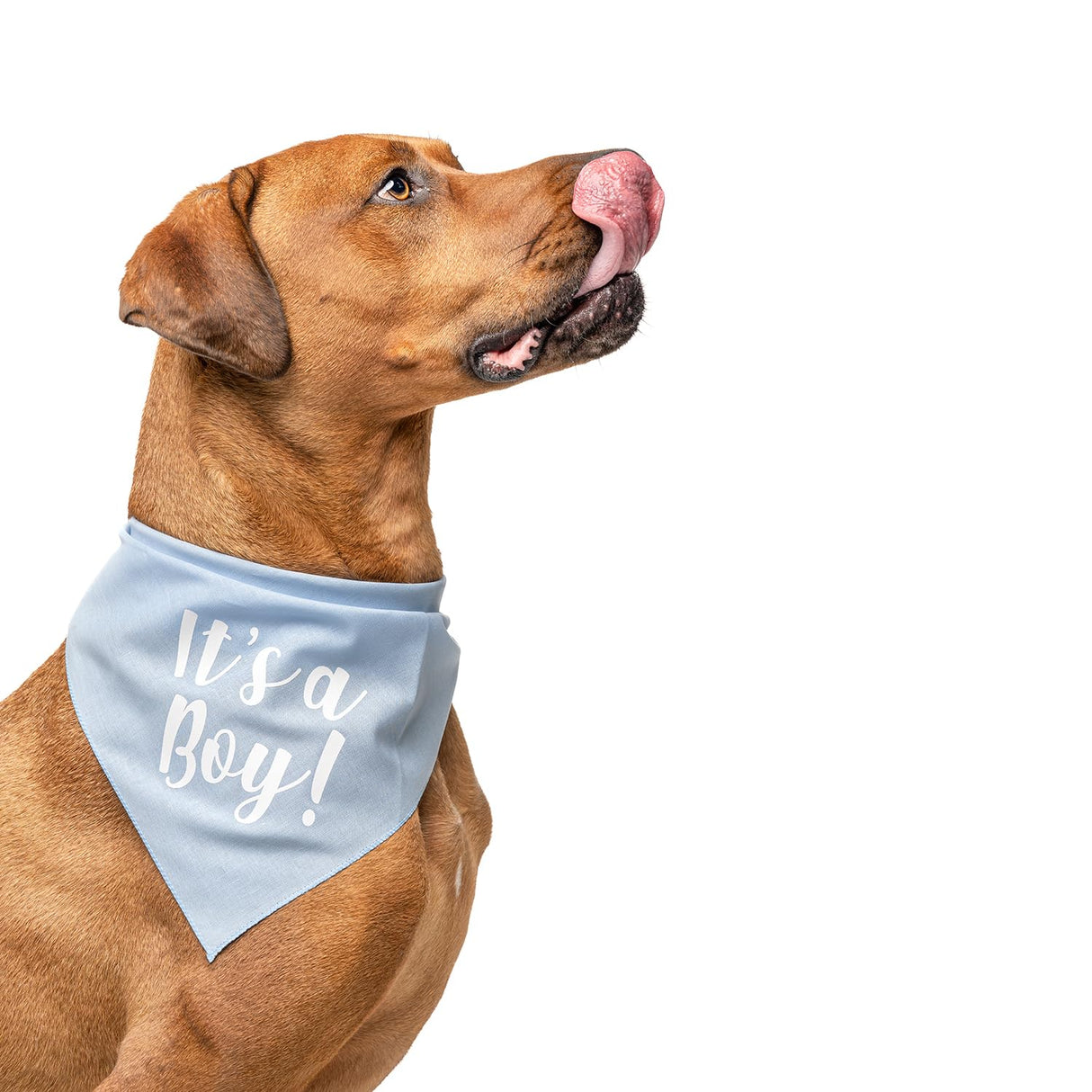It's A Boy & It's A Girl Dog Bandana Set | Gender Reveal | Baby Announcement Photoshoot Prop | Baby Pink & Baby Blue | Pack of 2 | One Size (57) GB