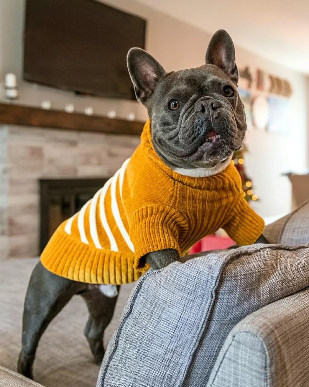 Blueberry Pet Cozy Soft Chenille Classy Striped Dog Sweater in Mustard, Back Length 18", Pack of 1 Clothes for Dogs