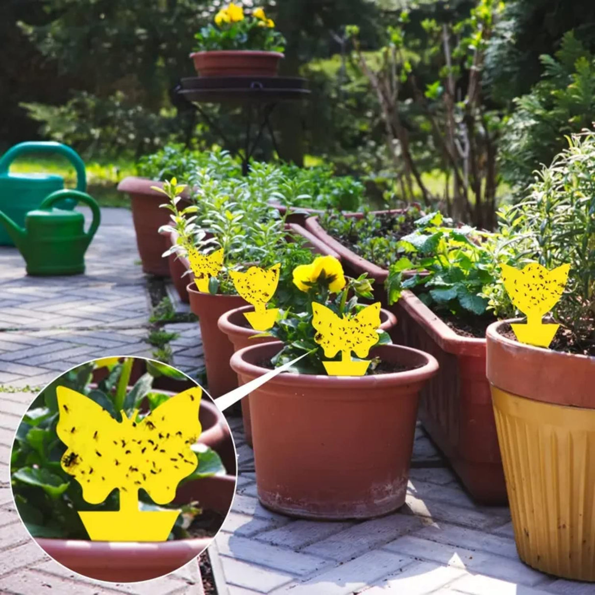 Springco Fruit Fly Traps Gnat Yellow Sticky Traps 40 Pack Sticky Traps for Indoor/Outdoor House Plants Flower Fungus Traps Insect Fungus Gnats,Flies,Pest Insect Catcher Killer (35(35+4+1) 40pack)