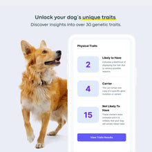 Load image into Gallery viewer, Basepaws Dog DNA Testing Kit - 330+ Breeds, 280+ Health Risks, and 30+ Traits - Comprehensive Mixed Breed Identification, Pet DNA Test kit, Canine Genetic Ancestry and Heritage