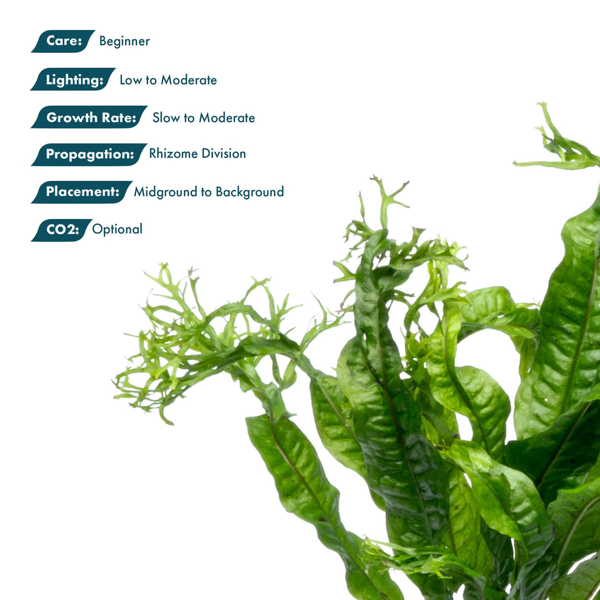 SubstrateSource Java Fern Live Aquarium Plants - Potted Freshwater Plant for Fish Tanks - Beginner Friendly, Low Light (Windelov, 1 Pot)